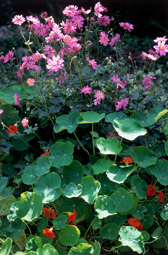 无人,花园,竖图,俯视,室外,白天,花海,花圃,植物,叶子,盛开,花蕾,花,花瓣,花朵,花卉,鲜花,绿色,花丛,花束,花田,花苞,花蕊,旱金莲,金莲花,寒金莲,旱荷,旱莲花,金钱莲,大红雀,小花园,彩图,高角度拍摄