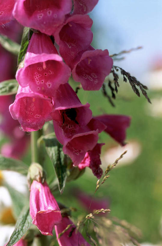 无人,花园,竖图,室外,特写,白天,正面,花海,花圃,美景,植物,叶子,阴影,朦胧,模糊,盛开,光线,影子,景观,花蕾,花,花瓣,花朵,花卉,鲜花,红色,蓝色,绿色,蓝天,天空,阳光,自然,花丛,花束,花田,天,花苞,花蕊,景色,晴朗,毛地黄,自然风光,指顶花,万里无云,心脏草,洋地黄,热爱,晴空,晴空万里,小花园,彩图