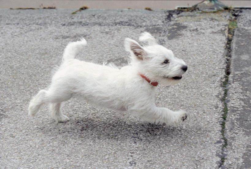 无人,横图,室外,白天,侧面,道路,路,宠物,狗,奔驰,小路,梗犬,交通,注视,一只,白色,动物,奔跑,观察,看,可爱,观看,察看,关注,忠诚,犬,彩图,全身