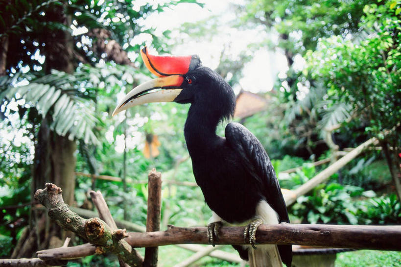 无人,栏杆,站,横图,室外,白天,正面,旅游,度假,美景,树林,植物,鸟,野生动物,马来西亚,亚洲,朦胧,模糊,鸟类,栅栏,景观,篱笆,围栏,注视,娱乐,护栏,树,树木,一只,绿色,天空,自然,动物,天,观察,看,站着,享受,休闲,景色,放松,可爱,东南亚,活泼,生长,晴朗,成长,观看,察看,关注,自然风光,八哥,万里无云,鸲鹆,马来西亚联邦,晴空,晴空万里,站立,彩图,全身