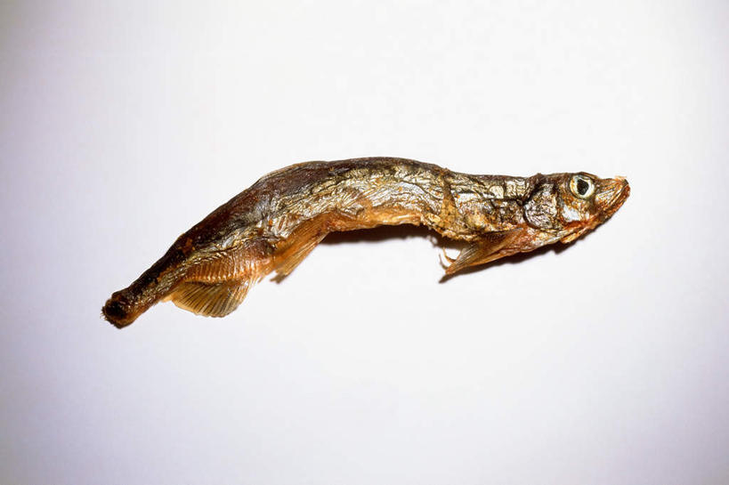 海鲜,无人,横图,室内,特写,白天,白色背景,正面,一条,鱼,鱼干,水产,鱼类,海洋生物,摄影,影棚,水生动物,海产品,水生物,海底动物,彩图,影棚拍摄,拍摄