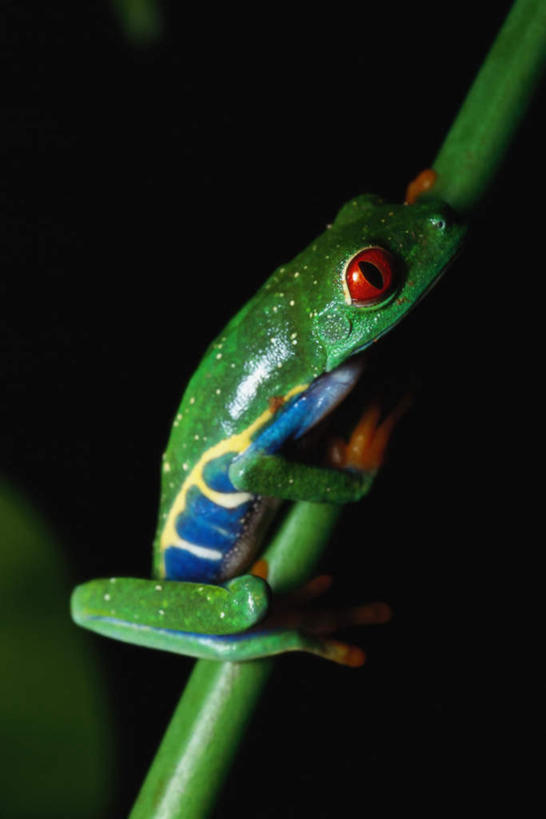 无人,抱,竖图,室外,白天,侧面,美景,野生动物,叶子,朦胧,模糊,红眼树蛙,树蛙,景观,绿叶,注视,一只,自然,动物,观察,看,嫩叶,景色,可爱,活泼,抱着,观看,察看,搂着,关注,自然风光,叶,叶片,搂,搂抱,彩图,全身