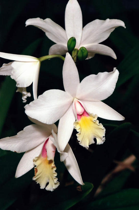 无人,竖图,室内,特写,白天,正面,黑色背景,盛开,花蕾,花,花瓣,花朵,鲜花,白色,花苞,花蕊,摄影,影棚,高雅,淡泊,花中君子,兰花,彩图,影棚拍摄,拍摄