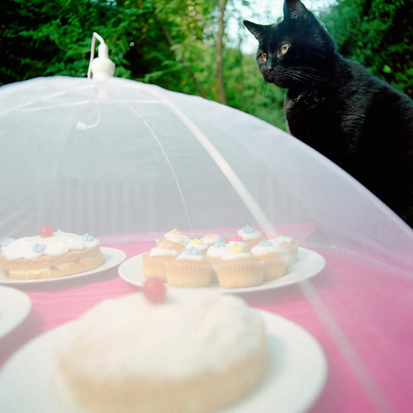 点心,无人,站,方图,室外,白天,侧面,下午茶,树林,植物,宠物,猫,餐具,水果,新鲜,碟子,盘,生食,食品,果实,注视,树,树木,食物,糕点,一只,绿色,黑色,自然,动物,盘子,碟,观察,看,站着,可爱,遮,遮掩,有机食品,绿色食品,生长,成长,观看,纸托,察看,掩盖,罩子,遮挡,关注,猫咪,遮盖,掩饰,蛋糕托,蛋糕托纸,蛋糕纸托,站立,半身,彩图,蛋糕