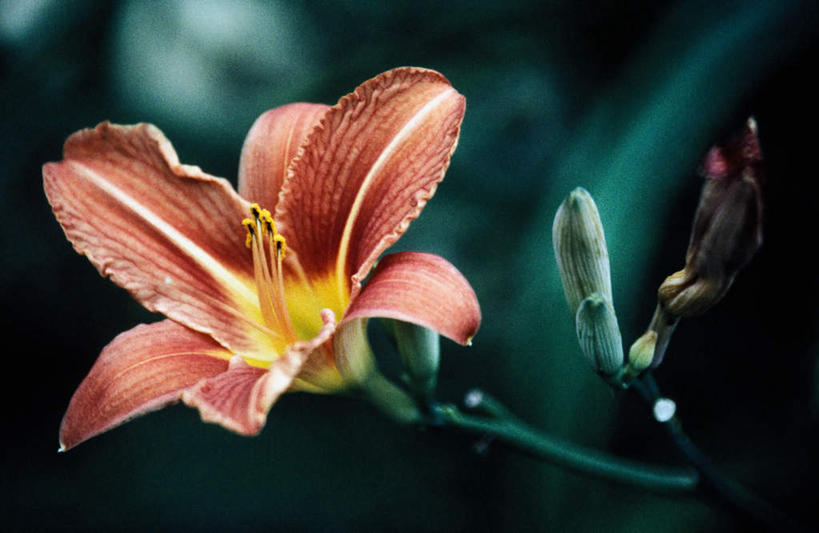 无人,横图,室外,特写,白天,正面,花海,花圃,美景,植物,萱草,叶子,朦胧,模糊,盛开,景观,花蕾,花,花瓣,花朵,花卉,鲜花,一朵,绿色,自然,花丛,花束,花田,花苞,花蕊,橙色,景色,自然风光,疗愁,萱草花,宜男,忘忧草,金针菜,黄花菜,彩图