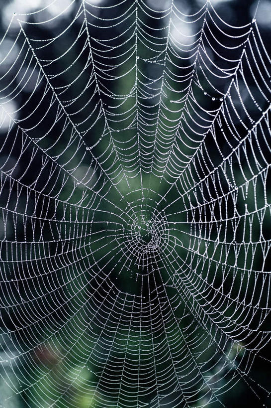 无人,竖图,室外,特写,白天,正面,美景,朦胧,模糊,蜘蛛网,网,景观,一个,自然,景色,单个,蜘蛛丝,自然风光,蛛网,捕杀,猎取,蛛丝,彩图