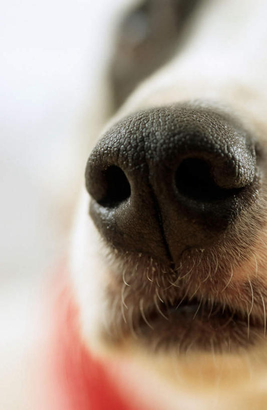 鼻子,嘴,无人,竖图,室内,特写,白天,正面,宠物,狗,阴影,朦胧,模糊,反射,影子,梗犬,注视,一只,动物,观察,看,可爱,观看,察看,关注,忠诚,牛头梗,鼻,鼻孔,口,口腔,嘴巴,嘴唇,犬,半身,彩图