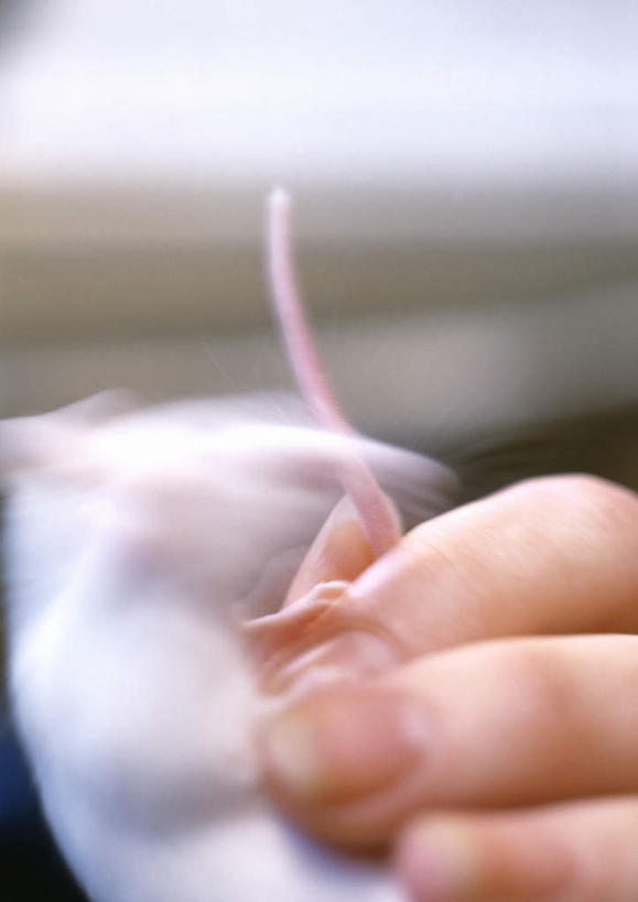 手,一个人,竖图,室内,特写,白天,正面,实验,老鼠,仅一个年轻女性,仅一个女性,仅一个人,握,朦胧,模糊,研究,科学,细菌,拿,拿着,动物,手部,握着,科研,化验,检验,病菌,传染,年轻女性,女人,女性,小白鼠,耗子,半身,彩图