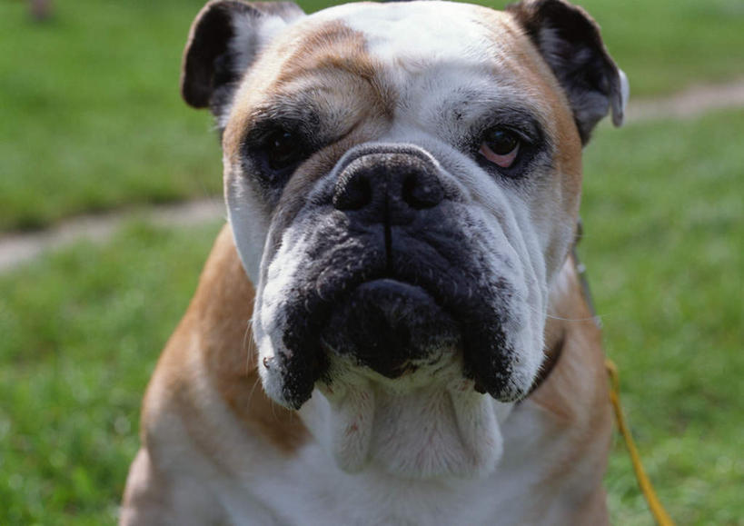 脸,头,脸颊,无人,横图,俯视,室外,特写,白天,草地,草坪,植物,宠物,狗,阴影,朦胧,模糊,光线,斗牛犬,影子,草,一只,绿色,阳光,动物,可爱,牛头犬,忠诚,老虎狗,英国老虎犬,头部,脸部,脸蛋,面部,犬,半身,彩图,高角度拍摄