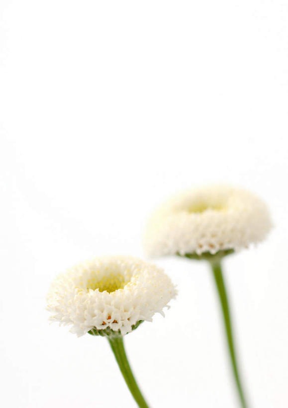 无人,竖图,室内,特写,白天,白色背景,正面,盛开,洋甘菊,花蕾,花,花瓣,花朵,鲜花,两朵,白色,花苞,花茎,花蕊,活力,力量,摄影,影棚,坚强,花梗,交往,母菊,和好,彩图,影棚拍摄,拍摄