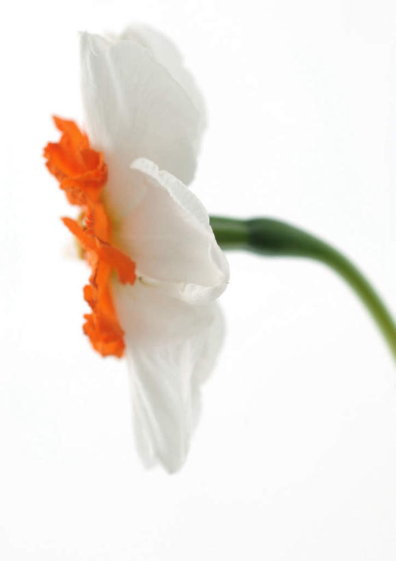 无人,竖图,室内,特写,白天,白色背景,正面,爱情,陶醉,水仙花,盛开,花蕾,花,花瓣,花朵,鲜花,一朵,白色,花苞,花茎,花蕊,摄影,影棚,记忆,花梗,金盏银台,玉玲珑,女史花,雅蒜,天蒜,敬意,自恋,凌波仙子,水仙,天葱,彩图,影棚拍摄,拍摄