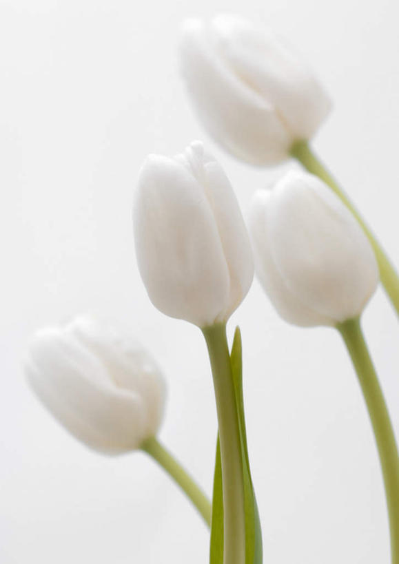 无人,竖图,室内,特写,白天,白色背景,正面,爱情,郁金香,叶子,四朵,盛开,绿叶,祝福,花蕾,花,花瓣,花朵,鲜花,白色,花苞,花蕊,嫩叶,摄影,影棚,表白,荣誉,永恒,叶,叶片,郁香,洋荷花,草麝香,彩图,影棚拍摄,拍摄