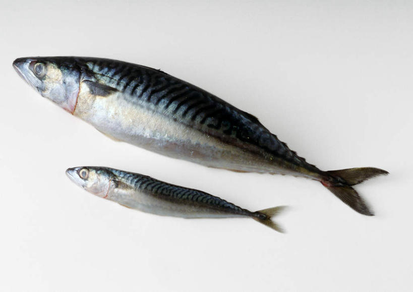 海鲜,无人,横图,俯视,室内,特写,白天,白色背景,两条,鱼,鲭鱼,水产,摄影,影棚,马鲛鱼,鲭,海产品,彩图,高角度拍摄,全身,影棚拍摄,拍摄