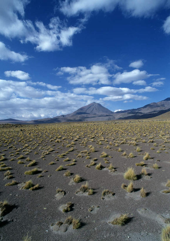 无人,竖图,室外,白天,正面,草地,山,山脉,植物,智利,山峰,云,云朵,山峦,云彩,草,黄色,蓝色,白云,蓝天,天空,群山,天,晴朗,南美洲,干旱,贫瘠,晴空,彩图
