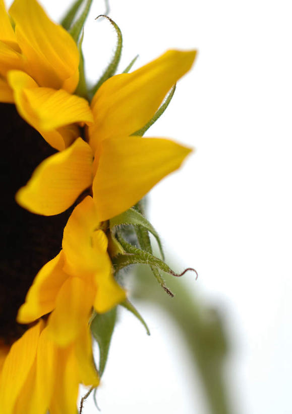 无人,竖图,室内,特写,白天,白色背景,正面,美景,向日葵,静物,朦胧,模糊,盛开,景观,花蕾,花,花瓣,花朵,鲜花,一朵,黄色,自然,花苞,花蕊,太阳花,景色,摄影,影棚,自然风光,葵花,彩图,影棚拍摄,拍摄