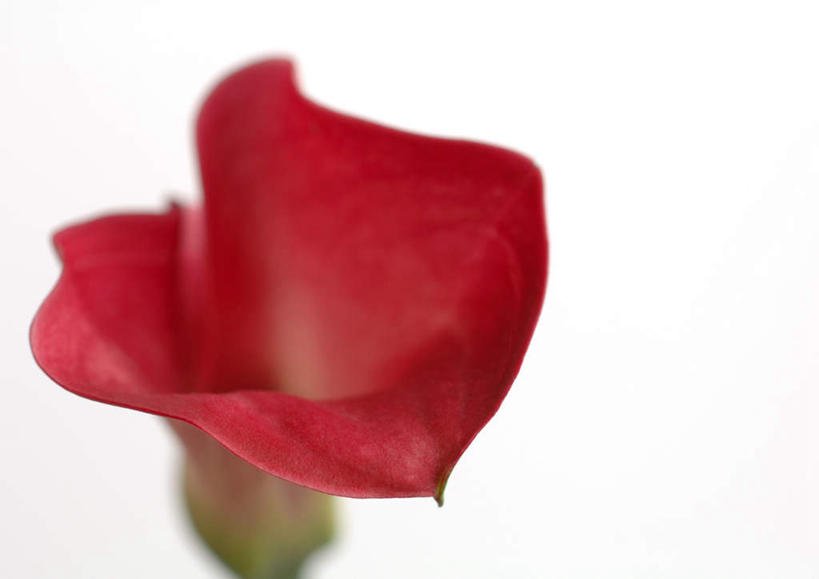 无人,横图,俯视,室内,特写,白天,白色背景,美景,马蹄莲,静物,朦胧,模糊,盛开,景观,花蕾,花,花瓣,花朵,鲜花,自然,花苞,花蕊,景色,摄影,影棚,自然风光,慈菇花,观音莲,水芋马,彩图,高角度拍摄,影棚拍摄,拍摄