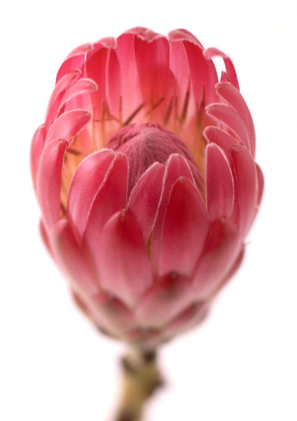 无人,竖图,俯视,室内,特写,白天,白色背景,美景,静物,朦胧,模糊,盛开,景观,帝王花,花蕾,花,花瓣,花朵,鲜花,一朵,红色,自然,花苞,花蕊,景色,摄影,影棚,菩提花,自然风光,彩图,高角度拍摄,影棚拍摄,拍摄