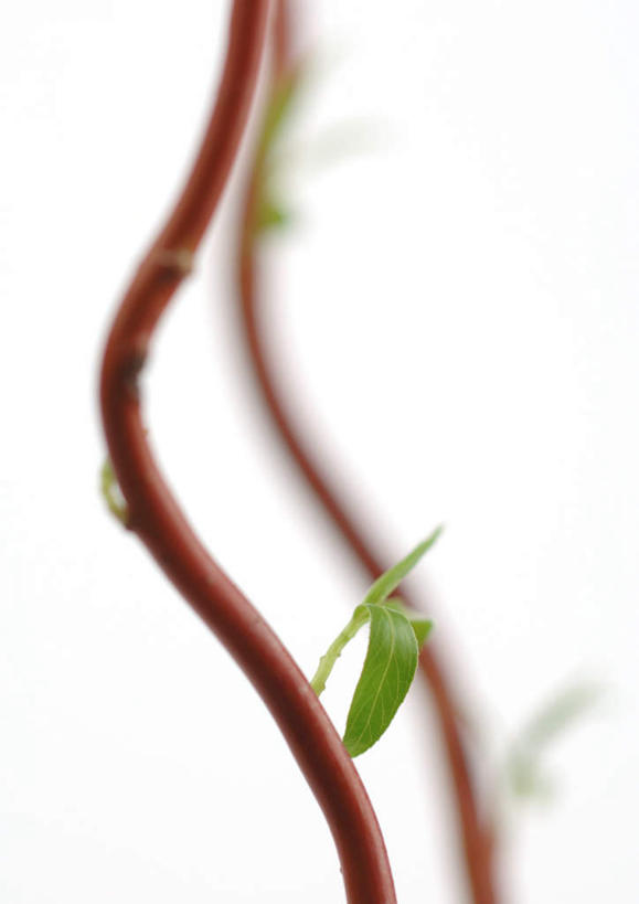 无人,竖图,室内,特写,白天,白色背景,正面,美景,柳树,静物,叶子,一片,朦胧,模糊,景观,绿叶,树枝,自然,嫩叶,景色,摄影,影棚,自然风光,叶,叶片,彩图,影棚拍摄,拍摄