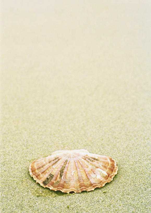 无人,竖图,俯视,室外,特写,白天,沙滩,静物,贝壳,朦胧,模糊,沙子,海岸,沙地,一个,单个,贝类外壳,海螺壳,软体动物外壳,海滩,彩图,高角度拍摄