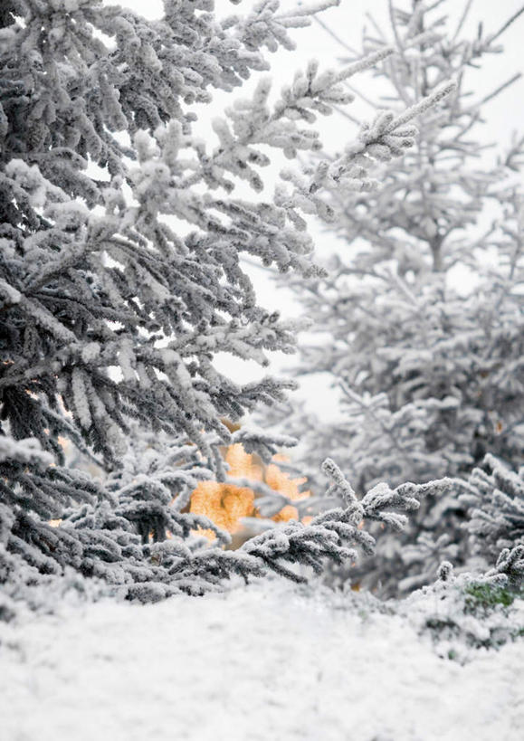 无人,竖图,室外,白天,正面,森林,树林,雪,植物,大雪,道路,路,圣诞节,节日,庆祝,装饰,积雪,雪景,冬天,小路,圣诞树,交通,文化,装饰品,树,树木,绿色,自然,装饰物,庆典,冷杉,生长,成长,纪念,杉树,彩图
