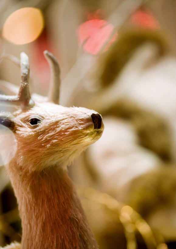 无人,竖图,室内,特写,白天,正面,幸福,哺乳动物,鹿,野生动物,静物,玩具,圣诞节,节日,朦胧,模糊,庆祝,装饰,玩偶,文化,装饰品,一个,动物,模型,装饰物,庆典,可爱,活泼,单个,纪念,吉祥,进取,角鹿,驯鹿,彩图