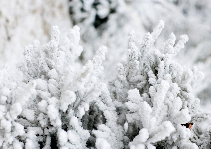 无人,横图,室外,白天,正面,雪,植物,大雪,圣诞节,节日,朦胧,模糊,庆祝,装饰,积雪,雪景,冬天,圣诞树,文化,装饰品,树,树木,树枝,绿色,自然,装饰物,庆典,生长,成长,纪念,彩图