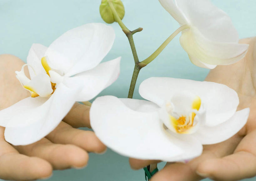 西方人,一个人,横图,室外,特写,白天,正面,旅游,度假,幸福,纯洁,蝴蝶兰,欧洲,欧洲人,仅一个年轻女性,仅一个女性,仅一个人,握,朦胧,模糊,盛开,园艺,美丽,拿,花蕾,拿着,娱乐,花,花瓣,花朵,鲜花,白色,花苞,花蕊,享受,休闲,放松,握着,户外运动,初恋,蝶兰,兰中皇后,年轻女性,女人,女性,白种人,园丁,半身,彩图