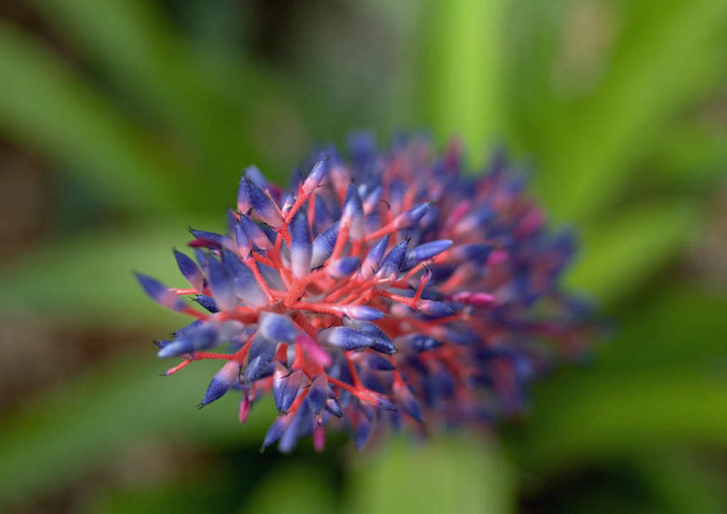 无人,花园,横图,俯视,室外,特写,白天,太阳,阴影,朦胧,模糊,盛开,光线,影子,园艺,花蕾,花,花朵,鲜花,紫色,阳光,花苞,花蕊,彩图,高角度拍摄