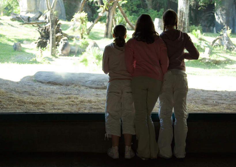 西方人,三个人,伙伴,朋友,动物园,站,横图,室内,白天,旅游,度假,友谊,欧洲,欧洲人,注视,娱乐,背面,观察,看,站着,郊游,享受,休闲,放松,观看,察看,关注,友情,年轻女性,女人,女性,白种人,站立,半身,彩图