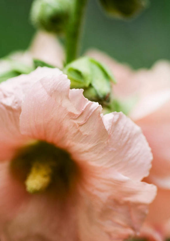 无人,竖图,室外,特写,白天,正面,旅游,度假,美景,叶子,朦胧,模糊,盛开,景观,绿叶,木槿,木槿花,美丽,娱乐,花,花瓣,花朵,鲜花,一朵,粉色,自然,花蕊,享受,休闲,嫩叶,景色,放松,坚韧,自然风光,永恒,质朴,无穷花,叶,叶片,彩图