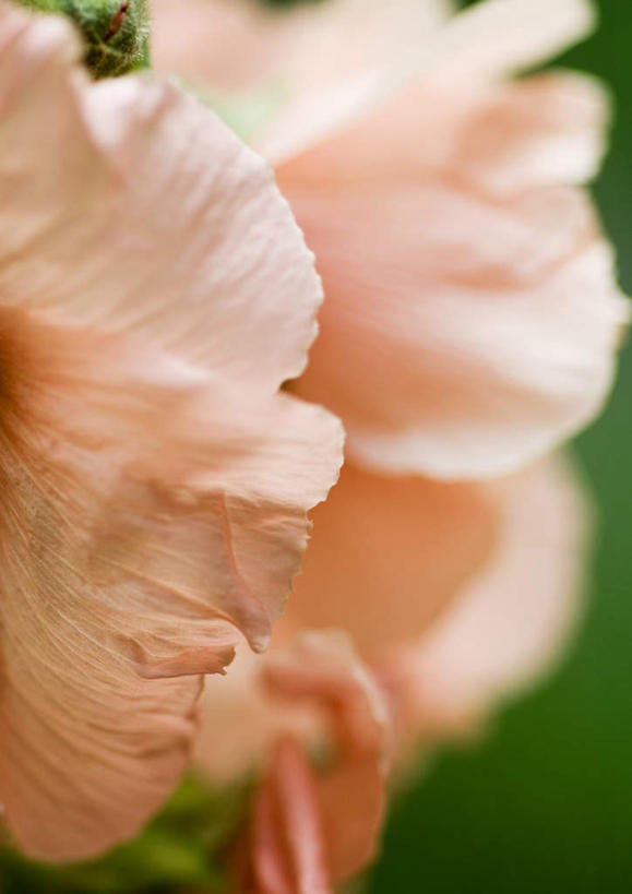 无人,竖图,室外,特写,白天,正面,旅游,度假,美景,叶子,朦胧,模糊,盛开,景观,绿叶,木槿,木槿花,美丽,娱乐,花,花瓣,花朵,鲜花,一朵,粉色,自然,花蕊,享受,休闲,嫩叶,景色,放松,坚韧,自然风光,永恒,质朴,无穷花,叶,叶片,彩图