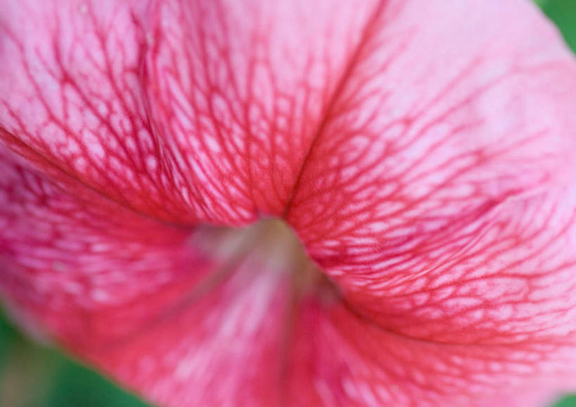 无人,横图,俯视,室外,特写,白天,爱情,旅游,度假,美景,喇叭花,朦胧,模糊,景观,花蕾,娱乐,花瓣,花朵,鲜花,一朵,红色,自然,花苞,享受,休闲,景色,放松,虚幻,自然风光,矮牵牛花,永恒,牵牛,牵牛子,勤娘子,碧冬茄,朝颜花,灵芝牡丹,冷静,牵牛花,彩图,高角度拍摄