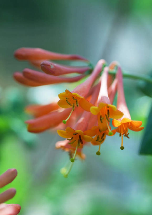 无人,竖图,室外,特写,白天,正面,旅游,度假,美景,朦胧,模糊,盛开,景观,花蕾,娱乐,花,花瓣,花朵,鲜花,一朵,红色,自然,花苞,花蕊,享受,休闲,景色,放松,母爱,自然风光,凌霄花,声誉,凌霄,紫葳,彩图