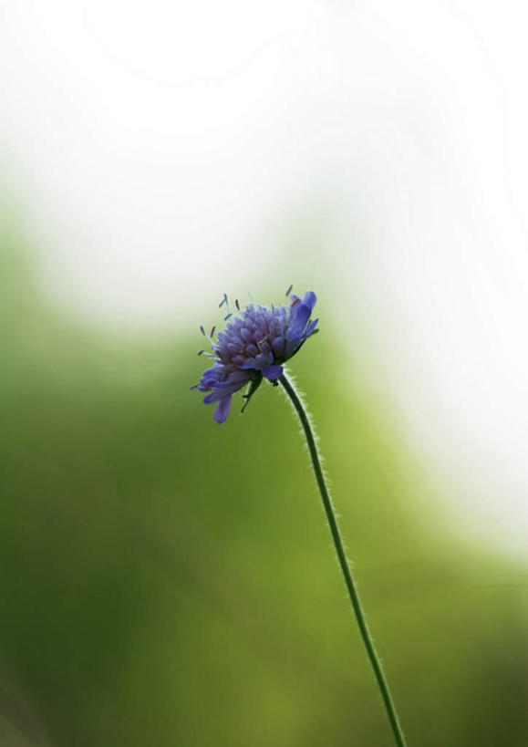 无人,竖图,室外,特写,白天,正面,旅游,度假,幸福,美景,朦胧,模糊,盛开,景观,花蕾,娱乐,花,花瓣,花朵,鲜花,一朵,蓝色,自然,花苞,花蕊,享受,休闲,菊花,景色,放松,优雅,纤细,自然风光,矢车菊,忠诚,再生,蓝芙蓉,荔枝菊,思念,热爱,彩图