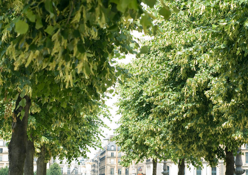 无人,花园,横图,室外,白天,正面,旅游,度假,花圃,美景,植物,法国,巴黎,欧洲,景观,娱乐,树,树木,绿色,自然,享受,休闲,景色,放松,生长,成长,自然风光,杜乐丽花园,小花园,彩图
