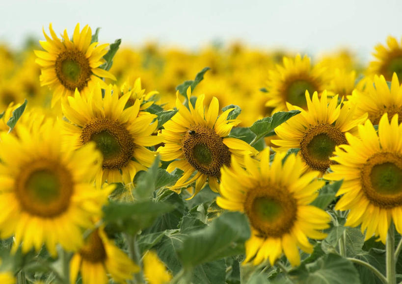 无人,横图,室外,特写,白天,正面,旅游,度假,花海,花圃,美景,向日葵,叶子,朦胧,模糊,盛开,景观,花蕾,娱乐,花,花瓣,花朵,鲜花,绿色,自然,花丛,花束,花田,花苞,花蕊,享受,休闲,景色,放松,自然风光,朝阳花,望日莲,向阳花,转日莲,彩图