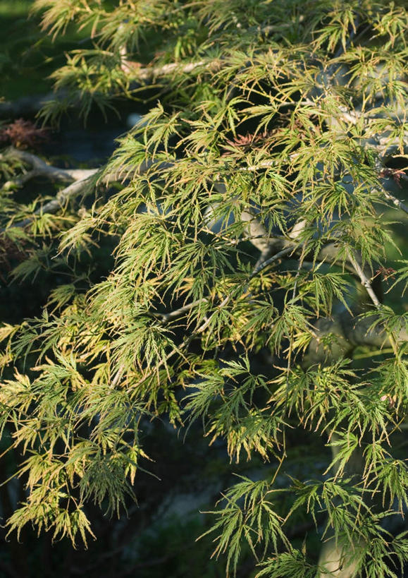 无人,竖图,俯视,室外,特写,白天,旅游,度假,美景,植物,枫树,叶子,阴影,光线,影子,景观,绿叶,娱乐,树,树木,绿色,阳光,自然,享受,休闲,嫩叶,景色,放松,生长,成长,自然风光,槭树,日本红枫,日本红丝带,叶,叶片,彩图,高角度拍摄