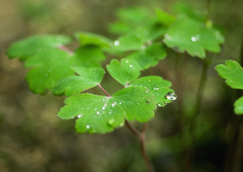 无人,横图,室外,特写,白天,正面,旅游,度假,美景,植物,叶子,朦胧,模糊,景观,水滴,绿叶,娱乐,水珠,自然,享受,休闲,嫩叶,景色,放松,自然风光,坚持,耧斗菜,猫爪花,叶,叶片,彩图