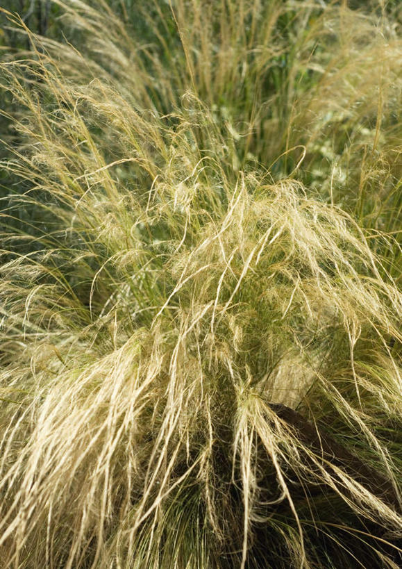 无人,竖图,室外,特写,白天,正面,旅游,度假,美景,植物,枯萎,景观,枯草,娱乐,黄色,自然,享受,休闲,景色,放松,自然风光,猫尾草,牧草,梯牧草,彩图