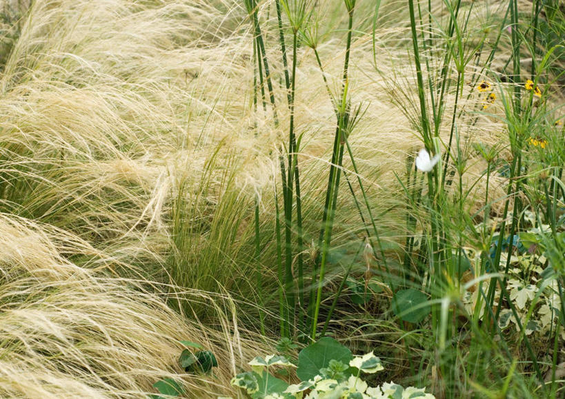 无人,横图,室外,白天,正面,旅游,度假,草地,草坪,美景,植物,景观,娱乐,草,绿色,自然,享受,休闲,景色,放松,自然风光,埃及莎草,纸草,纸莎草,彩图