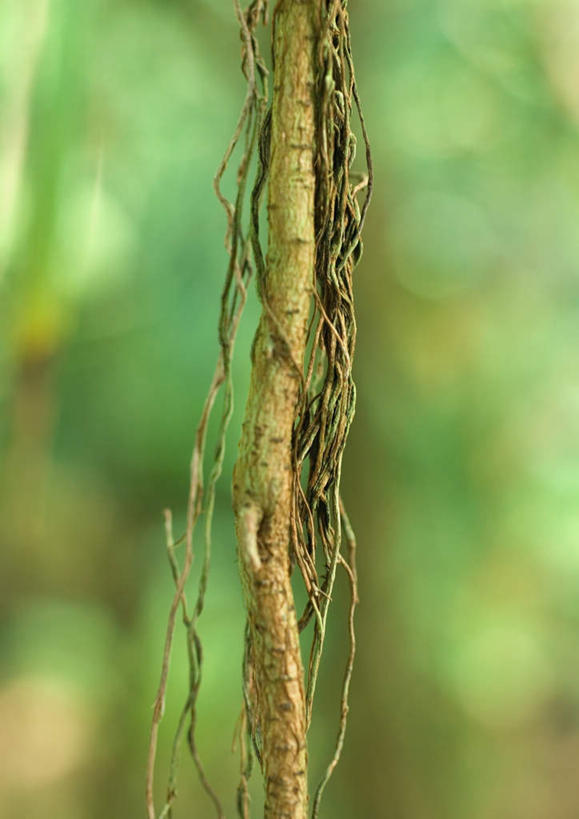 无人,竖图,室外,特写,白天,正面,旅游,度假,美景,植物,葡萄,景观,娱乐,自然,享受,休闲,景色,放松,葡萄藤,自然风光,山葫芦,蒲桃,草龙珠,彩图