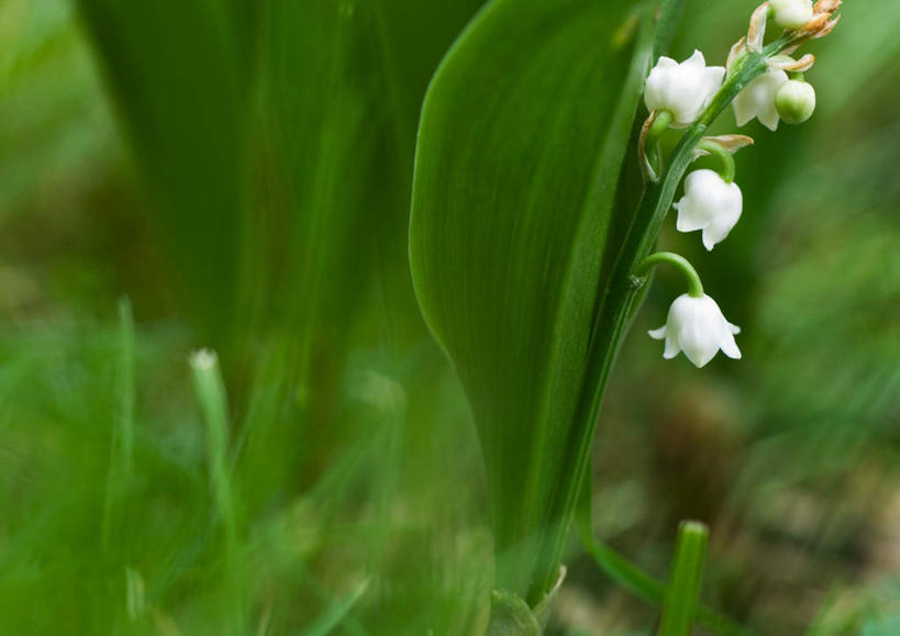 无人,横图,室外,特写,白天,正面,旅游,度假,美景,叶子,许多,朦胧,模糊,盛开,景观,绿叶,娱乐,花,花瓣,花朵,鲜花,白色,自然,花蕊,享受,休闲,嫩叶,景色,放松,铃兰,自然风光,君影草,山谷百合,香水花,叶,叶片,彩图