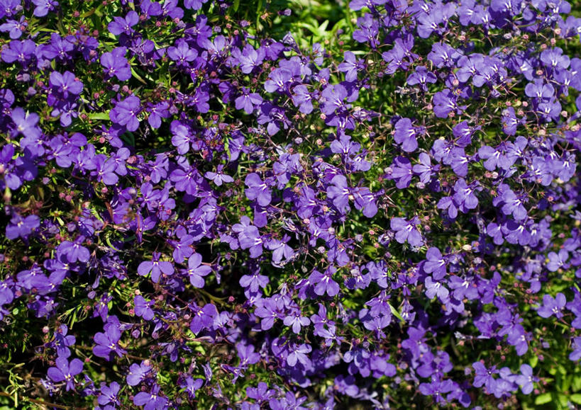 无人,横图,俯视,室外,特写,白天,旅游,度假,美景,植物,盛开,景观,草药,药草,花蕾,娱乐,中药,花,花瓣,花朵,鲜花,紫色,自然,花苞,花蕊,享受,休闲,景色,放松,清热,自然风光,半边莲,药材,中草药,中药材,本草,半边花,止血,解毒,利尿,消炎,生肌,消肿,瓜仁草,利水,彩图,高角度拍摄