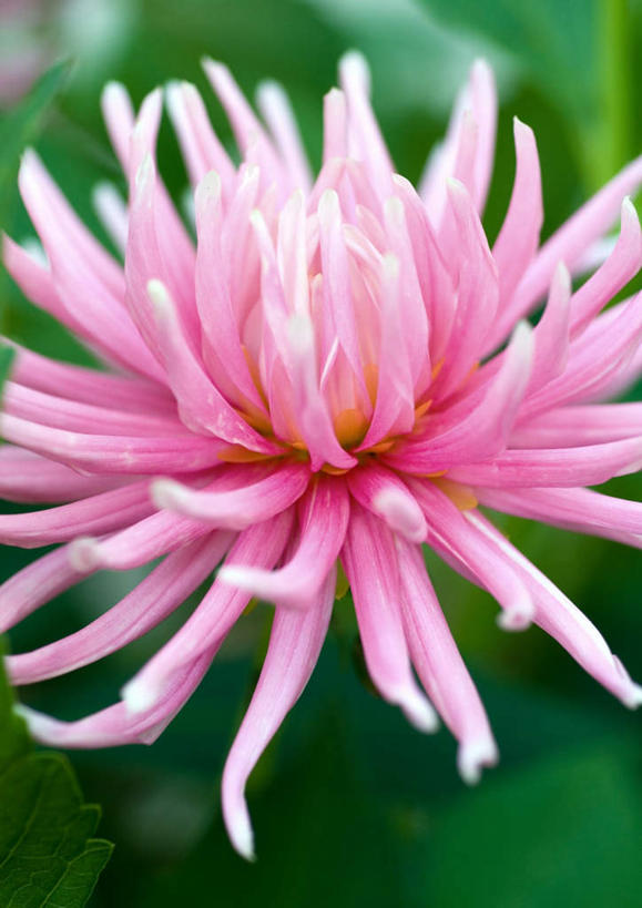 无人,竖图,室外,特写,白天,正面,朦胧,模糊,大丽花,花蕾,花瓣,花朵,鲜花,一朵,粉色,花苞,菊花,大理花,大丽菊,富丽,大方,彩图