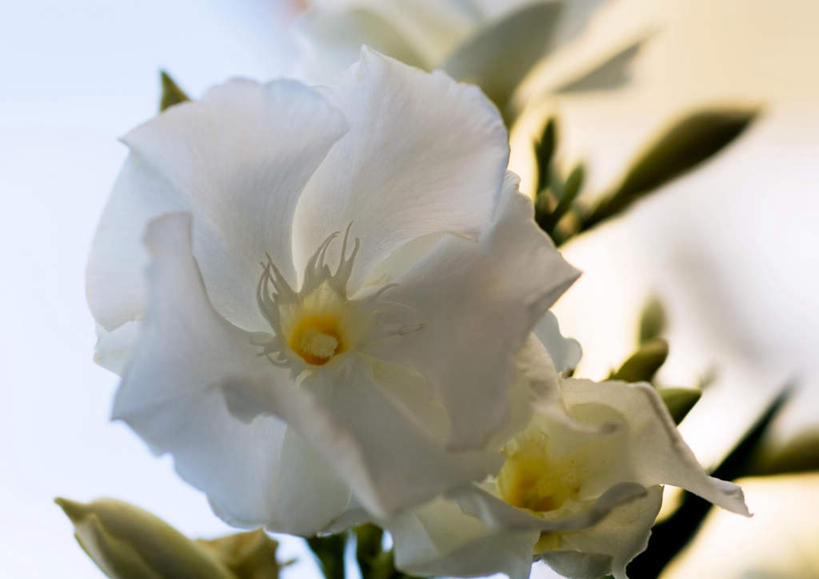 无人,横图,室外,特写,白天,正面,朦胧,模糊,花蕾,花瓣,花朵,鲜花,一朵,白色,花苞,夹竹桃,欧洲夹竹桃,彩图