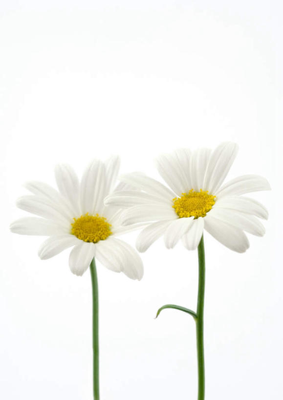 无人,竖图,室内,特写,白天,白色背景,正面,植物,盛开,花蕾,雏菊,花,花瓣,花朵,花卉,鲜花,两朵,白色,花苞,花蕊,摄影,影棚,彩图,影棚拍摄,拍摄