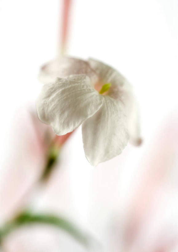 无人,竖图,室内,特写,白天,白色背景,正面,植物,茉莉花,盛开,花蕾,花,花瓣,花朵,花卉,茉莉,鲜花,一朵,白色,花苞,花蕊,摄影,影棚,莫利花,没丽,没利,末莉,末利,香魂,彩图,影棚拍摄,拍摄,抹厉,木梨花