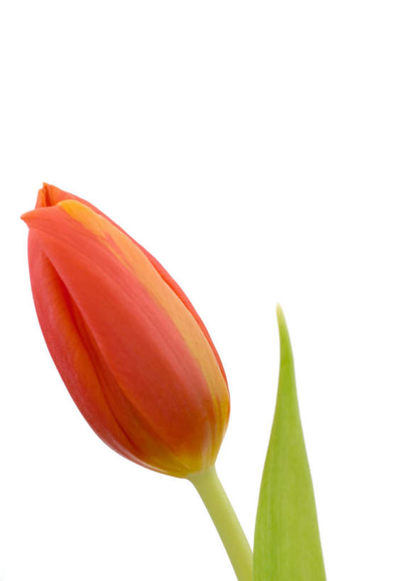 无人,竖图,室内,特写,白天,白色背景,正面,植物,郁金香,盛开,花蕾,花,花瓣,花朵,花卉,鲜花,一朵,红色,花苞,花蕊,摄影,影棚,郁香,洋荷花,草麝香,彩图,影棚拍摄,拍摄