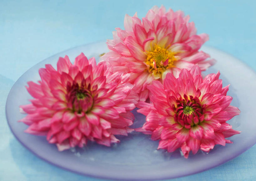 无人,横图,俯视,室内,特写,白天,植物,桌面,桌子,餐具,三朵,蓝色背景,盛开,碟子,盘,大丽花,花蕾,花,花瓣,花朵,花卉,鲜花,粉色,盘子,碟,花苞,花蕊,菊花,摄影,影棚,大理花,大丽菊,富丽,大方,彩图,高角度拍摄,影棚拍摄,拍摄