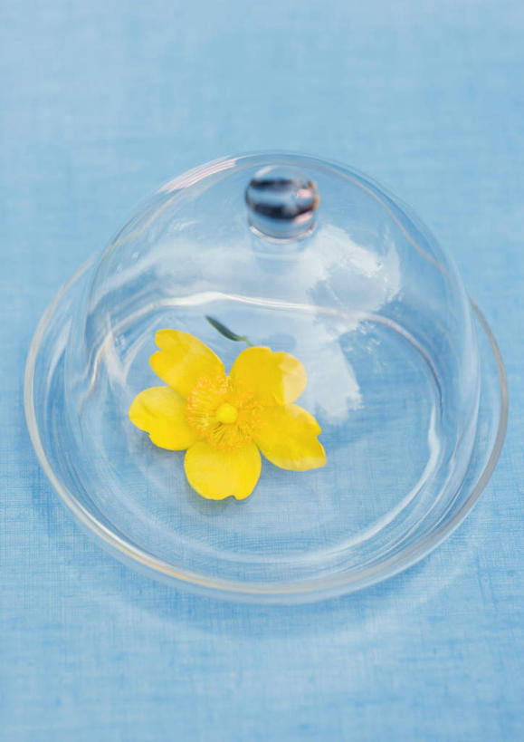 无人,竖图,俯视,室内,特写,白天,植物,桌面,桌子,餐具,蓝色背景,盛开,盖子,花蕾,花,花瓣,花朵,花卉,鲜花,一朵,黄色,花苞,花蕊,摄影,影棚,保护,玻璃盖,进餐用具,烹调用具,彩图,高角度拍摄,影棚拍摄,拍摄